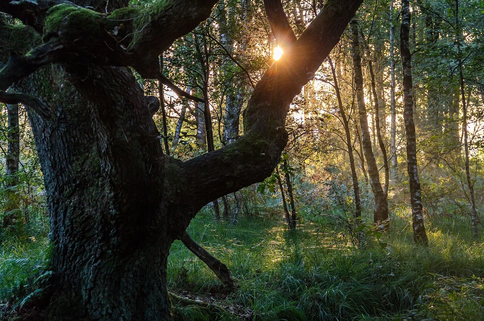 Forstfachfrau in einem europäischen Wald